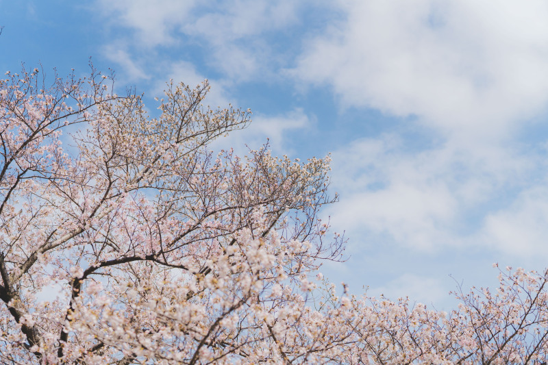 昭和記念公園桜4