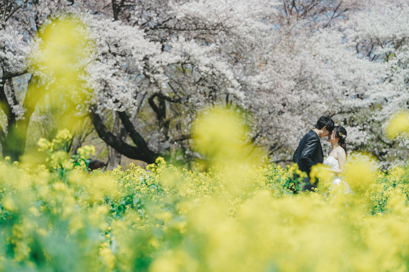 春は桜と菜の花畑の中で