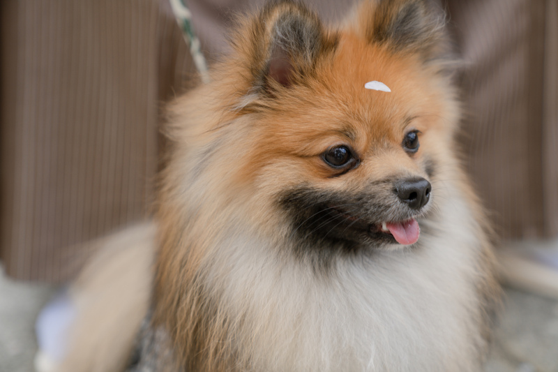 STUDIO AQUA 立川店（スタジオAQUA）_ペットと一緒に撮影できる