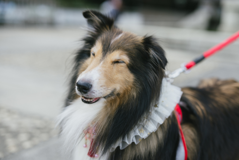 STUDIO AQUA 立川店（スタジオAQUA）_ペットと一緒に撮影できる