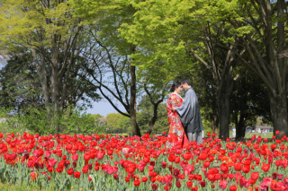 赤の色打掛とチューリップが印象的な1枚！