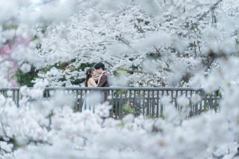 この日は、曇り時々雨の日の撮影でした。光も綺麗にまとまり、桜が二人を囲むように咲いてました。昭和記念公園には、約30品種・1,500本以上の桜が植えられていて、
長い期間お花見を楽しめるのが魅力です