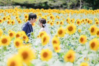 ひまわり畑（期間限定）