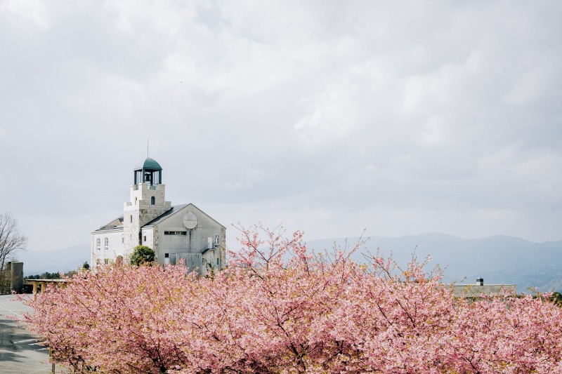 シャトーとさくら