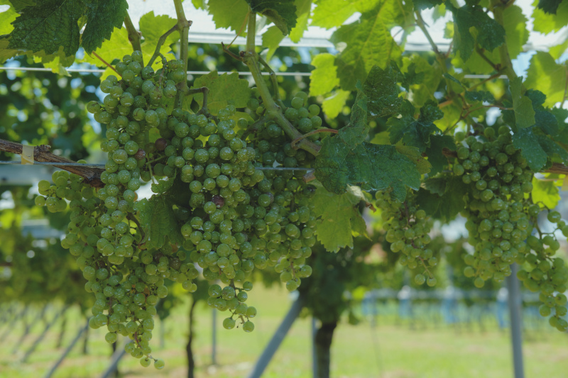 ぶどうの実り