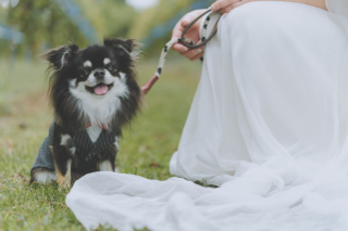愛犬とフォトウェディング