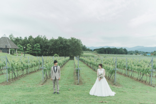 中伊豆ワイナリーシャトーT.S_ぶどう畑