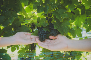 中伊豆ワイナリーシャトーT.S_PICK UP