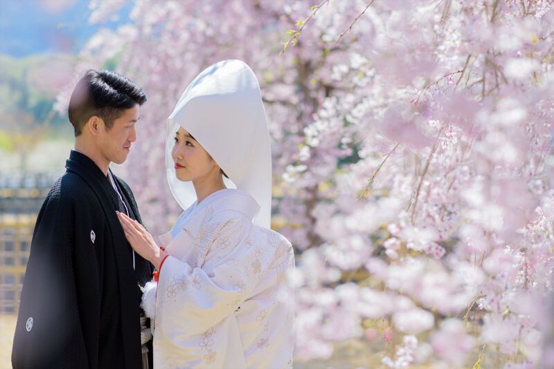 枝垂桜が満開です