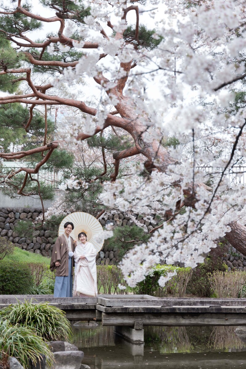 桜と松のコントラスト