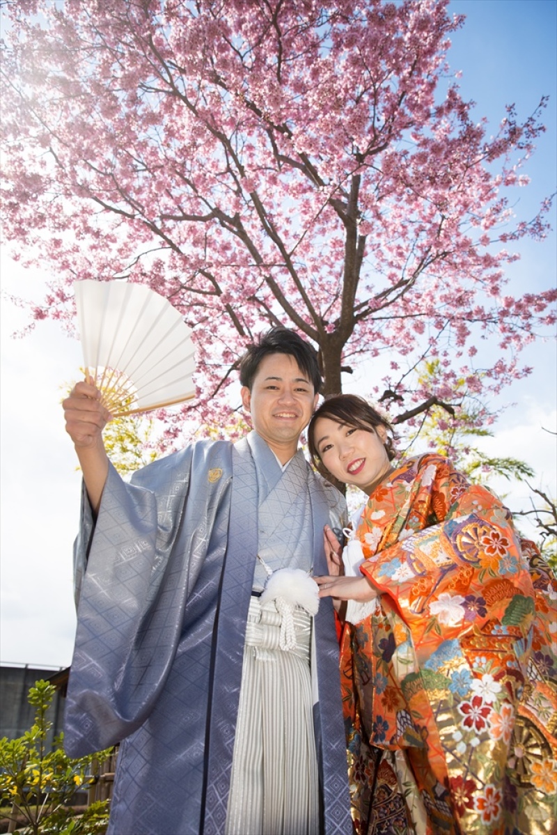 ピンクの桜もありますよ