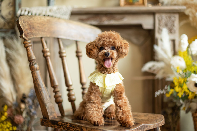 だっこでの撮影も可能！