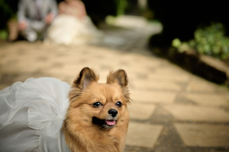 【洋装ロケーション】ペットと一緒に撮影♪≪全データ≫