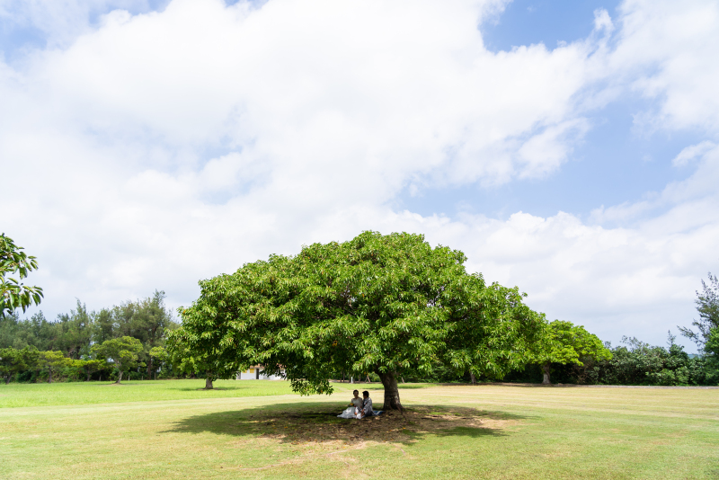大きな木の下で