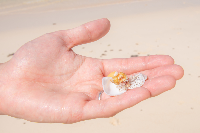 ヤドカリの祝福