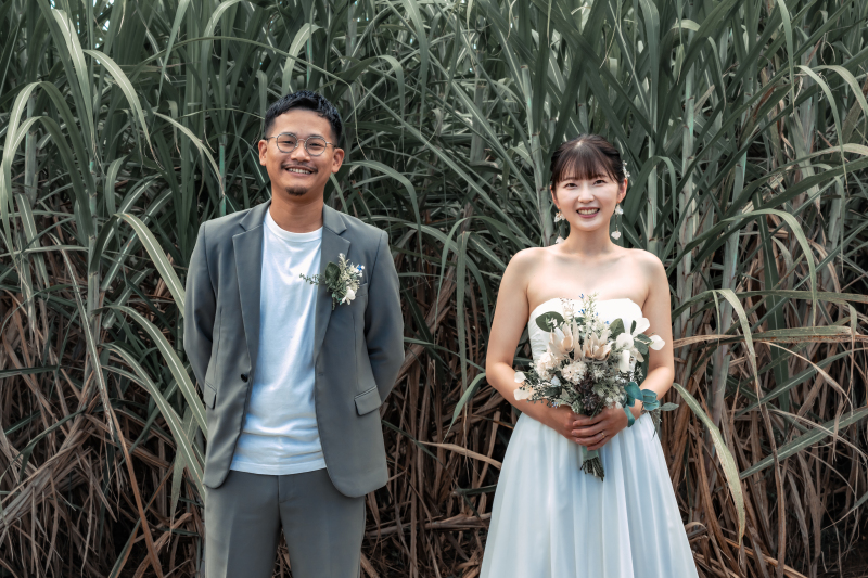 今年のサトウキビはとても背が高く生き生きとした