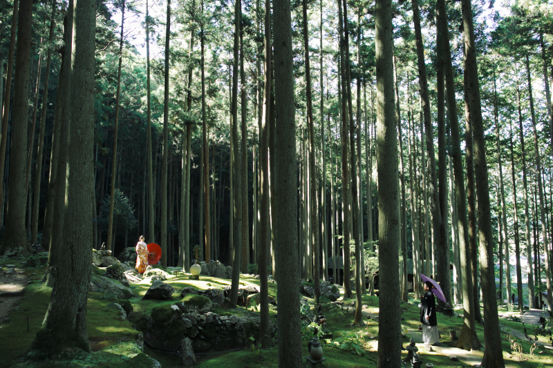 木々に囲まれて