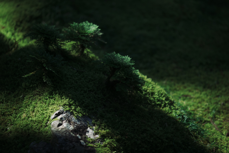 一面に広がる苔庭