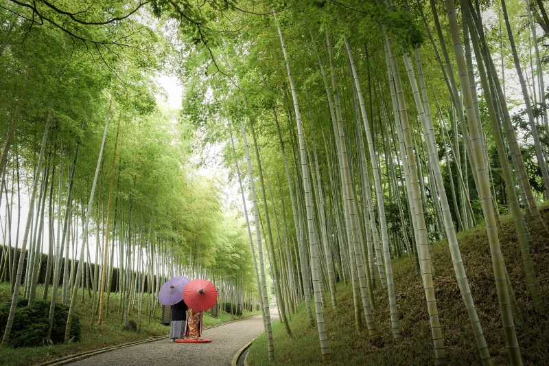 竹林の中の小道