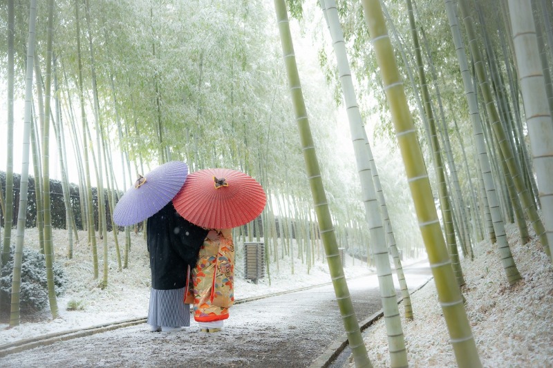 竹林と雪°˖✧