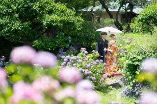 花田苑　紫陽花