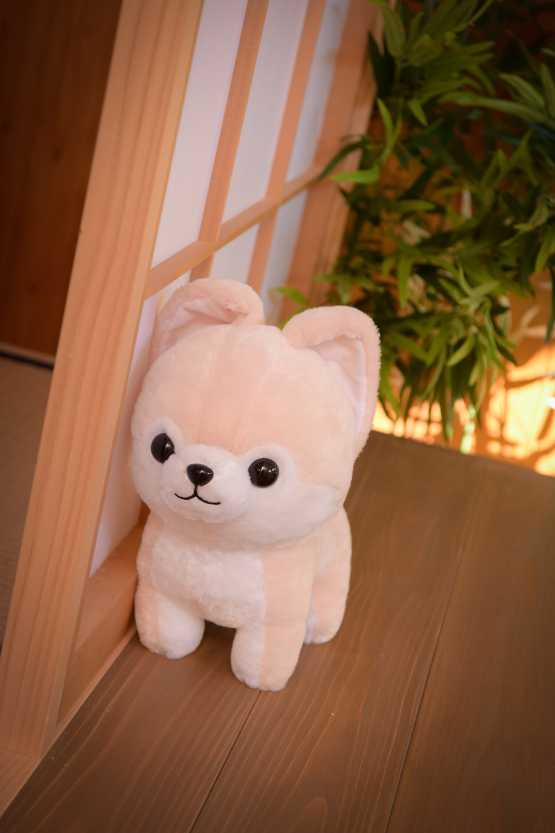 お持ち込み愛犬♥