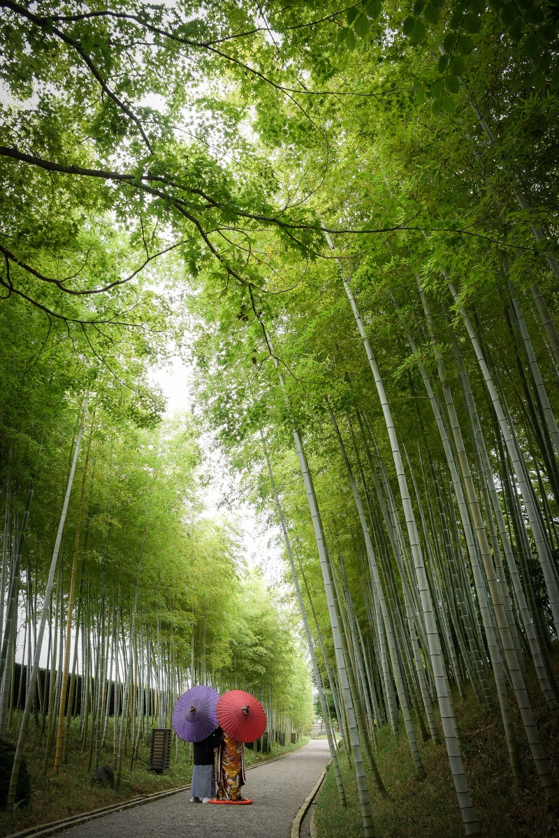 竹の間からのステキな光°˖✧