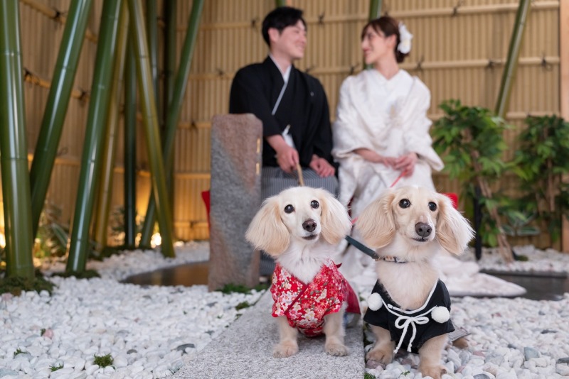 華雅苑 さいたま店_ペットと一緒に撮影できる