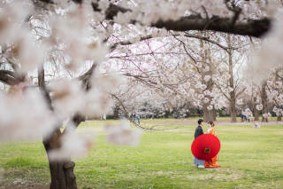 華雅苑　さいたま店_PICKUP!　桜シーズン