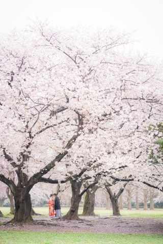 華雅苑　さいたま店_PICKUP!　桜シーズン