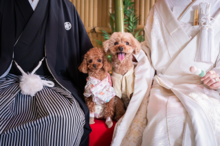 【犬と撮影】スタジオ和装壱点プラン　ヘアメイク・衣裳1着(差額なし)・衣装差額無し！オンライン相談可！衣装合わせ当日可