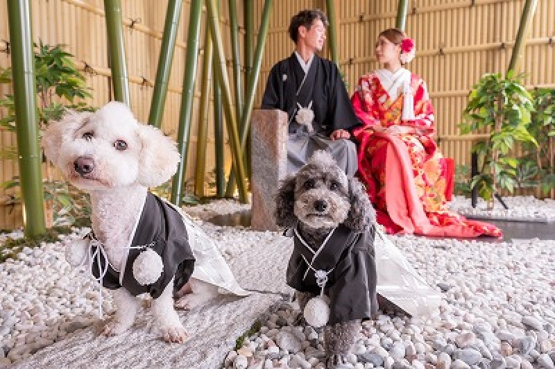 【ワンちゃんと撮影】スタジオ和装壱点プラン 衣裳差額無!ヘアメイク・データ80カット付♡