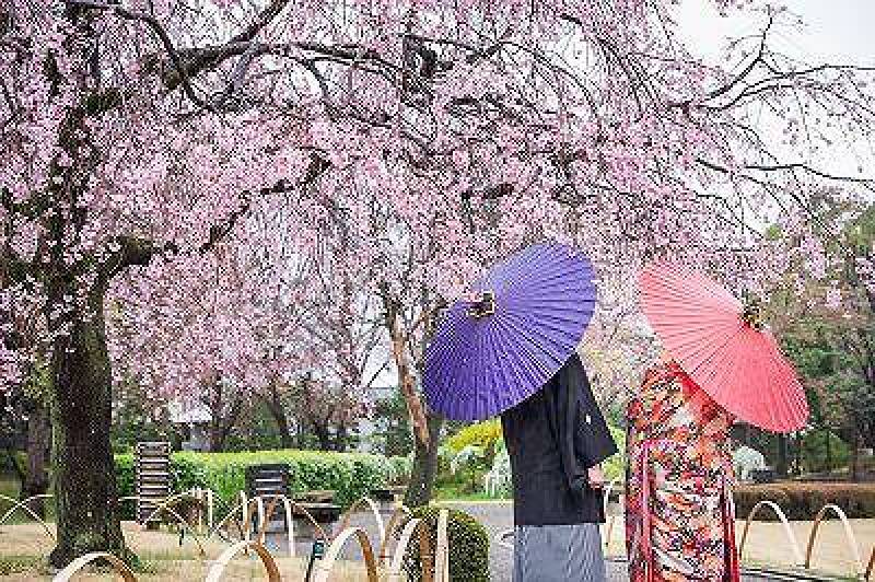桜シーズン【3/26～4/10土日祝撮影限定】和装壱点プラン 衣装1着・データ130枚　衣装差額無し！
