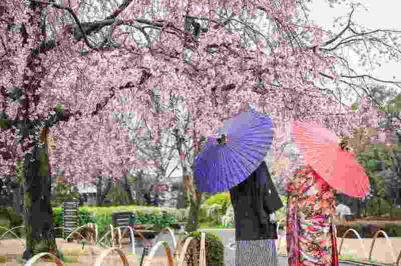 【春CP】2万円OFF！3/26～4/10撮影　和装壱点プラン　花田・市民の森・大宮第二公園♪　「残りわずか！先着20組限定　