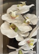 白色胡蝶蘭髪飾り