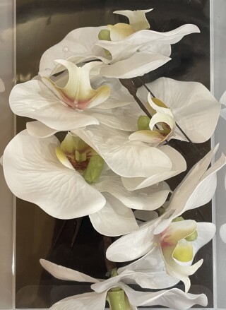 白色胡蝶蘭髪飾り