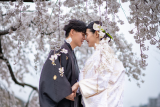 桜の下で前撮り