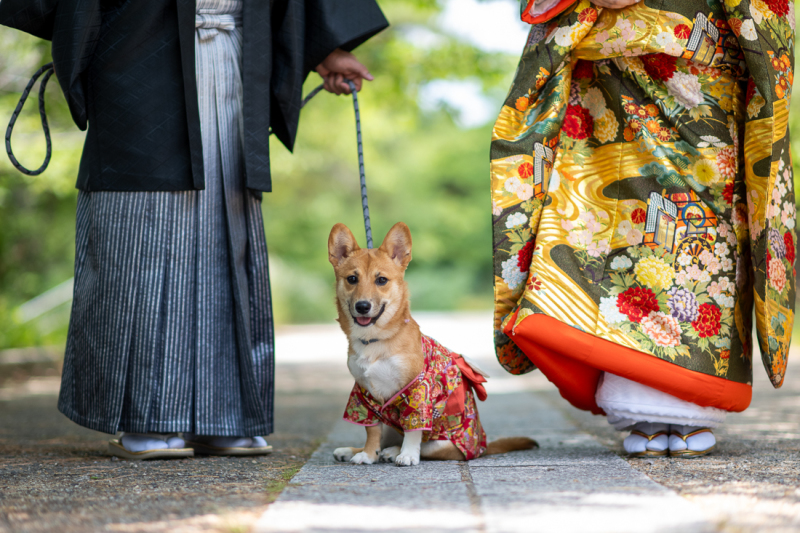 ワンちゃんの主役ショット