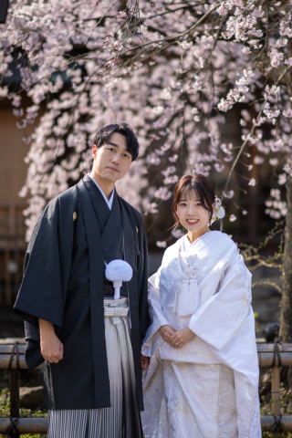 京都の寺院と桜