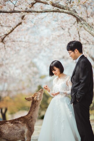 フォトウエディング華_桜撮影【3月～4月】