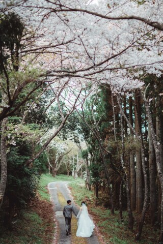 フォトウエディング華_桜撮影【3月～4月】