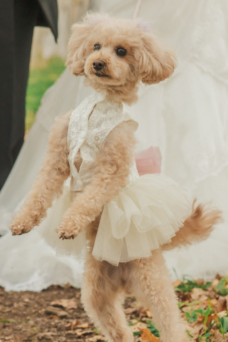 ドレスアップ➁