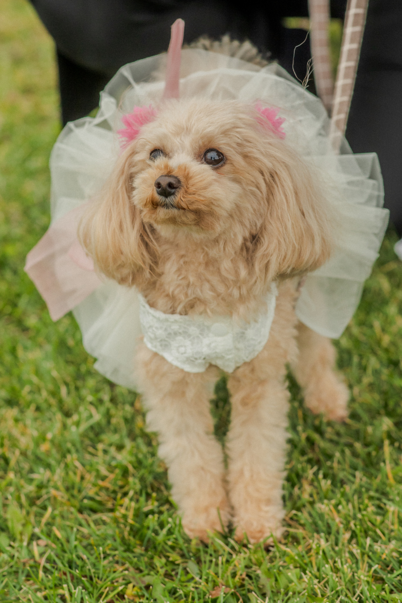 ドレスアップ➀