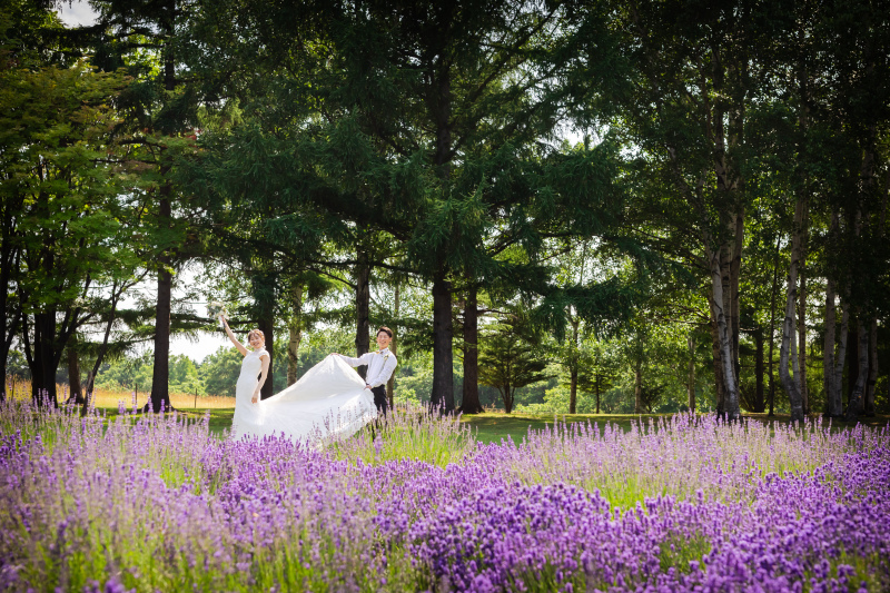 満開のラベンダー