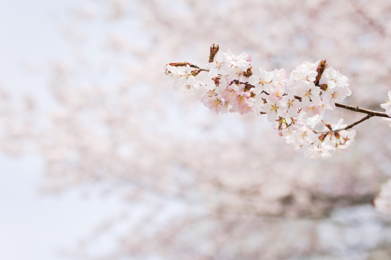 桜ロケご予約開始☆