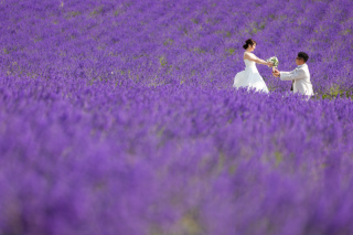 一面咲き誇るラベンダーが二人を際立たせる