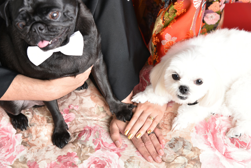 たまにはペットちゃん主役のお写真も。