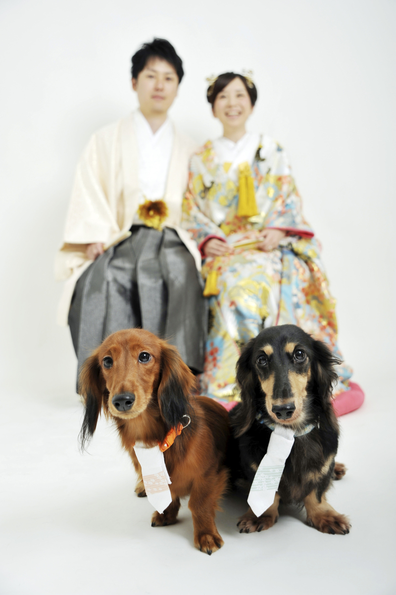 ●10・11月のお客様●可愛いペットと一緒に撮影♪【和装】スタジオフォトプラン 打掛&紋服 全撮影データ70カット付き