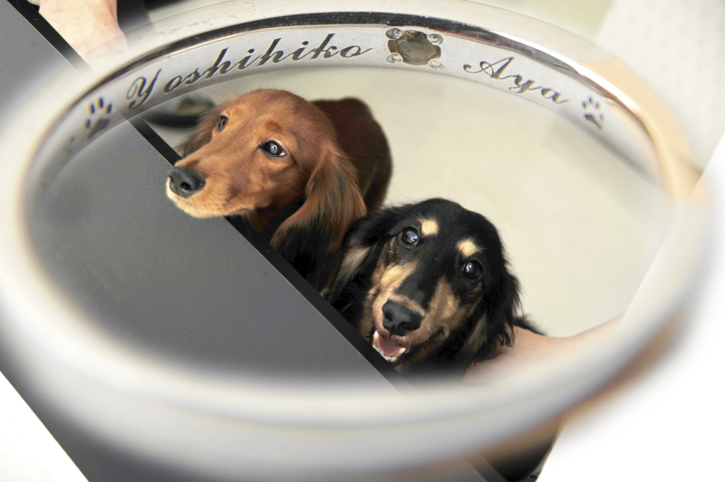 ●12月のお客様●可愛いペット一緒に撮影♪【和装】スタジオフォトプラン　打掛＆紋服　全撮影データ70カット付き　