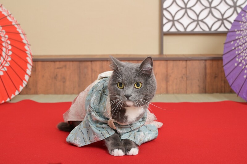 ●4･5月のお客様●可愛いペットと一緒に撮影。抱っこOK♪【和装】スタジオフォトプラン　打掛＆紋服　全撮影データ70カット付き　